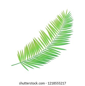 Areca butterfly palm leaf isolated icon closeup vector. Green foliage of tropical plant, household exotic type. Decorative greenery element for summer decor