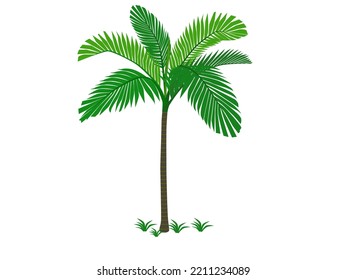 Areca catechu in Plantae kingdom on white background.