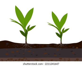 Areca catechu planted in the soil on a white background.