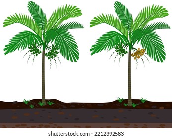 Areca nut or Areca palm on white background.