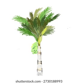 Árbol de la nuez de Areca que lleva la fruta sin fondo