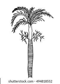 areca palm. doodle tree. hand drawn
