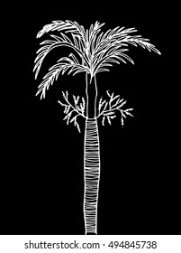 areca palm doodle tree. hand drawn