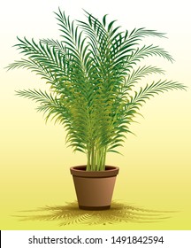 Areca palm (Dypsis lutescens) house plant in vector illustration