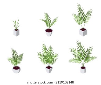 Areca palm isometric icons set. Potted plant in flat style for interior designs. Vector illustration isolated on a white background.