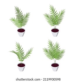 Areca palm isometric icons set. Potted plant in flat style for interior designs. Vector illustration isolated on a white background.