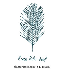 Areca Palm Leaf, hand drawn doodle, sketch in pop art style, vector illustration