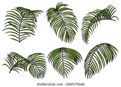 Areca palm sketch by hand drawing.Plam leaf vector set on white background.Vector leaves art highly detailed in line art style.