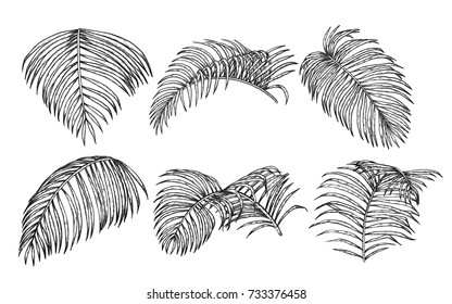 Areca Palm Sketch By Hand Drawing.Plam Leaf Vector Set On White Background.Vector Leaves Art Highly Detailed In Line Art Style.