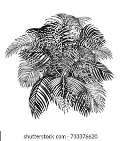 Areca palm sketch by hand drawing.Plam leaf vector on white background.Vector leaves art highly detailed in line art style.