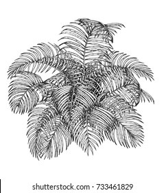 Areca Palm Sketch By Hand Drawing.Plam Leaf Vector On White Background.Vector Leaves Art Highly Detailed In Line Art Style.