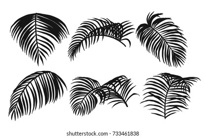 Areca palm sketch by hand drawing.Plam leaf vector set on white background.