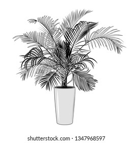 Areca Palm Tree in a pot. 
Monochrome vector sketch of indoor plant.
Realistic ink drawing.