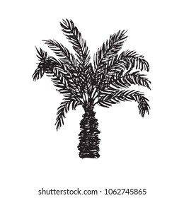 Areca Palm tree silhouette, hand drawn doodle, sketch in pop art style, black and white vector illustration