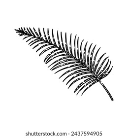 areca palm tropical leaf hand drawn. silhouette flower, green frond, areca frame palm tropical leaf vector sketch. isolated black illustration