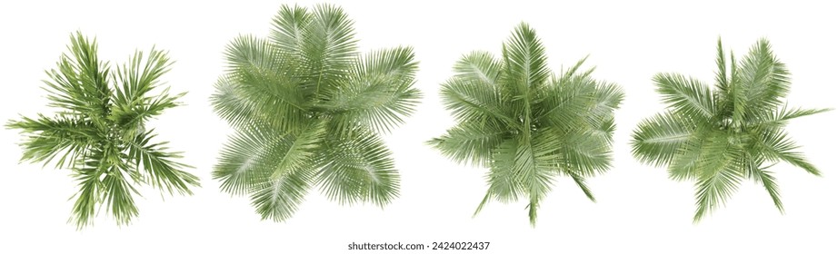 Areca palm,Coconut palm trees from the top view isolated white background