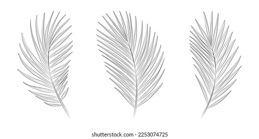 Areca tropical palm leaves. Vector botanical illustration, contour graphic drawing.