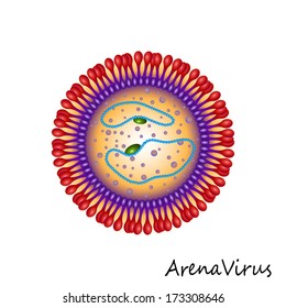 Arena Virus particle structure