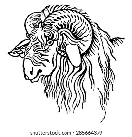 Argali head, vintage engraved illustration. Natural History of Animals, 1880.
