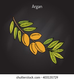 Argan, Argania spinosa. Hand drawn botanical vector illustration.