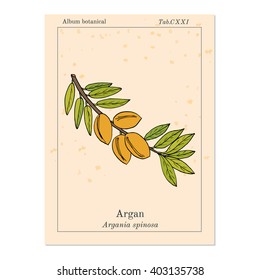 Argan, Argania spinosa. Hand drawn botanical vector illustration.
