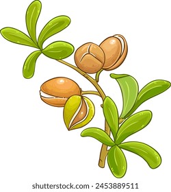 Argan Branch Colored Detailed Illustration.