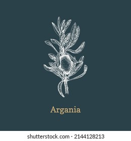 Argan branch with fruit, sketch in vector, design element. Botanical drawing in engraving style. Hand drawn illustration of  cosmetic and organic culinary plant.