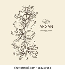 Argan: Branch Of Argan With Leaves Nuts. Cosmetic And Medical Plant. Vector Hand Drawn Illustration. 