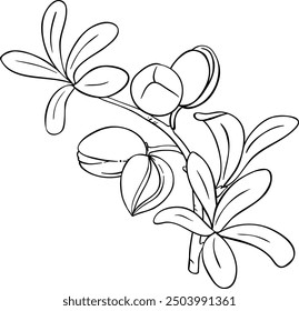 Argan Branch with Nuts Outline Illustration.