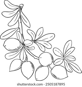 Argan Branch with Nuts Outline Illustration.