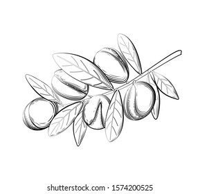 Argan branch vector illustration in black and white
