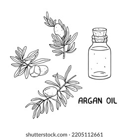 Argan fruit, leaves and oil sketch