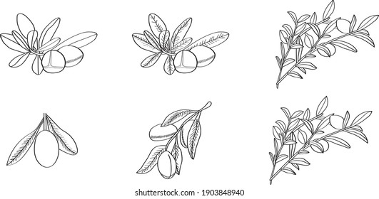 Argan fruit and leaves were sketched. Argan Illustration.Argan line draw art