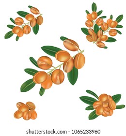 Argan Fruit vector with Leaf