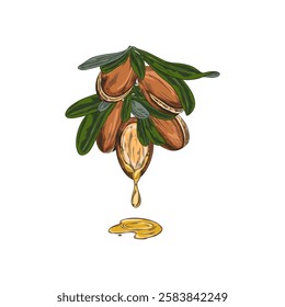 Argan leaves and nuts, open fruit with oil drops sketch vector illustration. Argania or almond grains. Hand drawn medical plant. Natural essential oil stone. Organic farm seed food plant isolated
