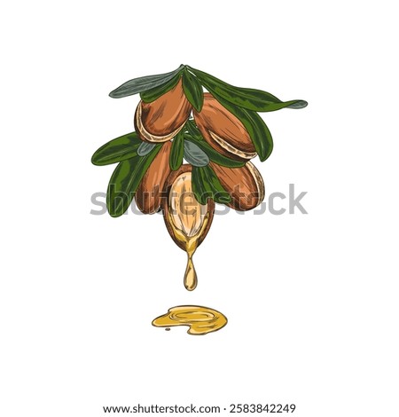 Argan leaves and nuts, open fruit with oil drops sketch vector illustration. Argania or almond grains. Hand drawn medical plant. Natural essential oil stone. Organic farm seed food plant isolated
