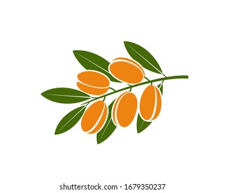 Argan logo. Isolated argan on white background