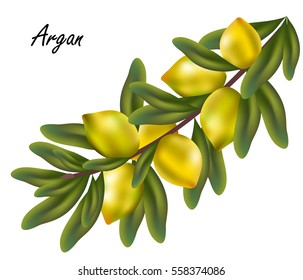 Argan nuts (Argania spinosa). Hand drawn vector illustration of argan tree branch with leaves and nuts on white background.