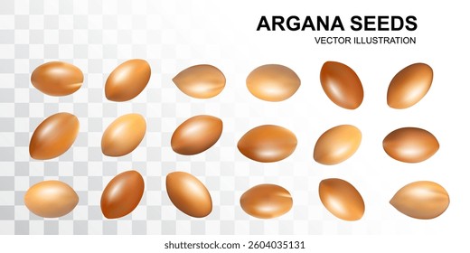 Argan Nuts Isolated, Argania Oil Seeds for Natural Organic Cosmetic, Skincare Argan Fruits