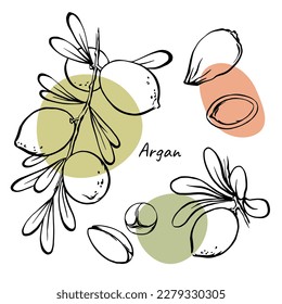 Argan nuts on branch with leaves and seed line art drawing collection. Hand drawn vector design elements set with abstract color spots. Illustration for argan oil and cosmetic package design.