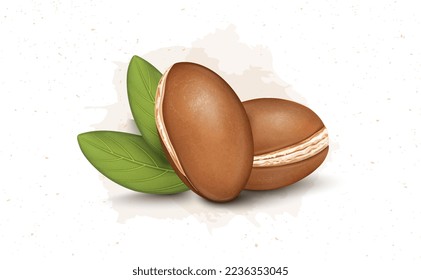 Argan Nuts vector illustration with green leaves isolated on white background