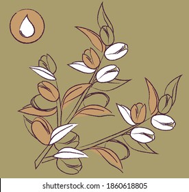Argan Oil, branches with seeds, nuts, and leaves.Vector illustration isolated on colorful background. Chestnuts, medicinal, aesthetic, icon.