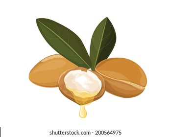 Argan oil, fruit vector image