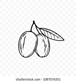 Argan Oil Sketch Icon. Vector Argan Nut Seed On Leaf Branch For Cosmetic Product Logo And Package Design