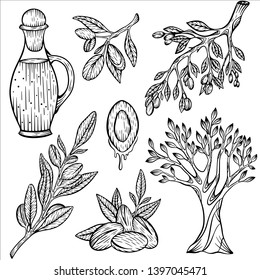 Argan oil vector set. Isolated vintage illustration of nut,branches, trees. Organic essential oil engraved style sketch.Beauty and spa, cosmetic ingredient.Vector Illustration