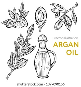 Argan oil vector set. Isolated vintage illustration of nut. Organic essential oil engraved style sketch.Beauty and spa, cosmetic ingredient.Vector Illustration