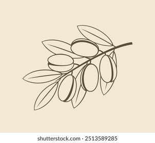 Argan outline. Isolated argan on white background