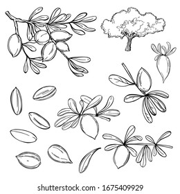 Argan plant, branches with fruits.  Vector sketch  illustration.