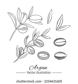 Argan plant hand drawn collection. Kernel and leaves on white background. Vector illustration.