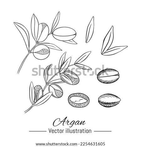 Argan plant hand drawn collection. Kernel and leaves on white background. Vector illustration.